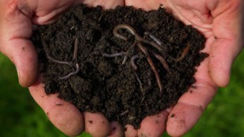 soils-mulch-small5